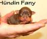 Russkiy Toy Welpen ! Mini-Hunde ! (...
